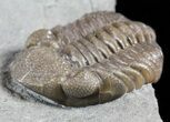 Long Eldredgeops Trilobite - Paulding, Ohio #55452-1